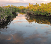 Florida Coastal Everglades